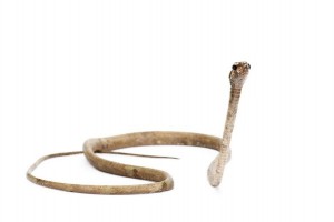 Aplopeltura boa